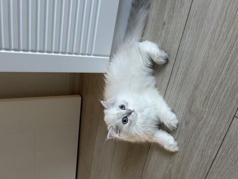 British longhair 3.5 aylık erkek