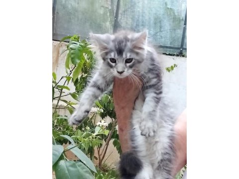 Maine coon 3 aylık