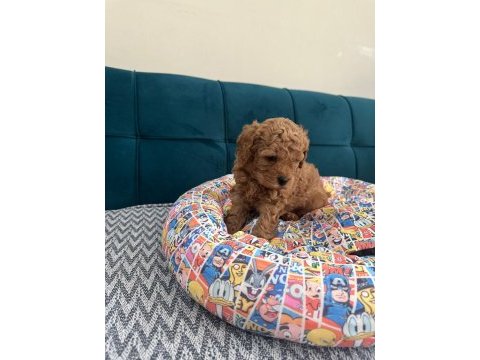 Toy poodle yavrular