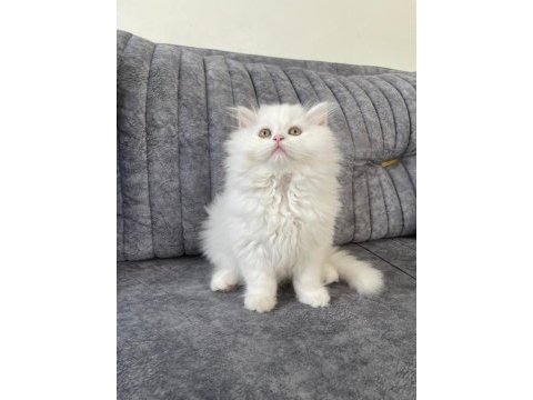 Ayı yavrusu pofuduk safkan chinchilla en kaliteli uyguna