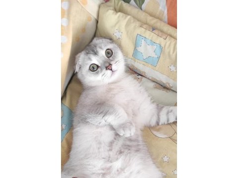 En iyi dost scottish fold