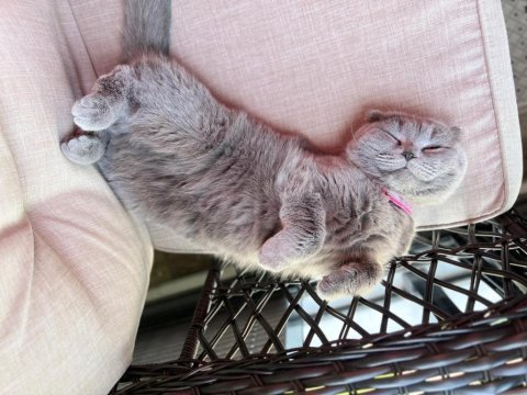 British shorthair dişi kedim