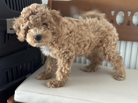 Petmode köpek çiftliğinden wc eğitimli maltipoo yavrular