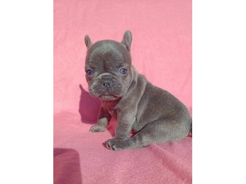 Son blue quad french bulldog yavrumuz