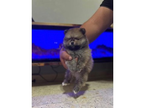 Pomeranian erkek ayıcık yavrumuz