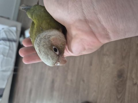 Bebek konur papağanı 4-5 aylık