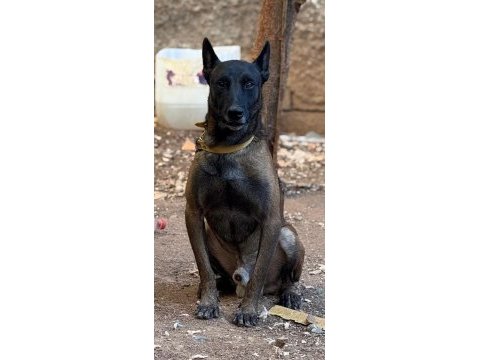 Belçika malinois yavruları