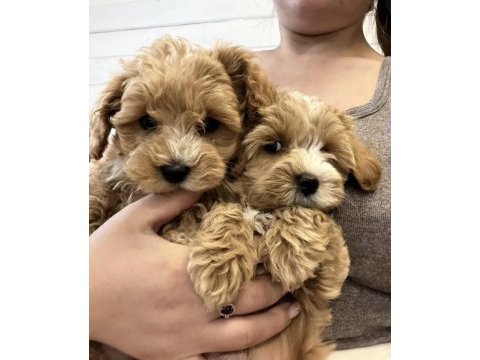 Çift renk özel kore maltipoo yavrular