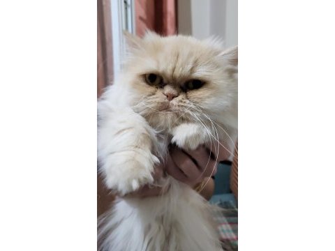 Bayram şekeri iran kedisi