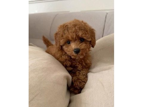 Maltipoo yavrular acık ve esmer renk çeşitleri