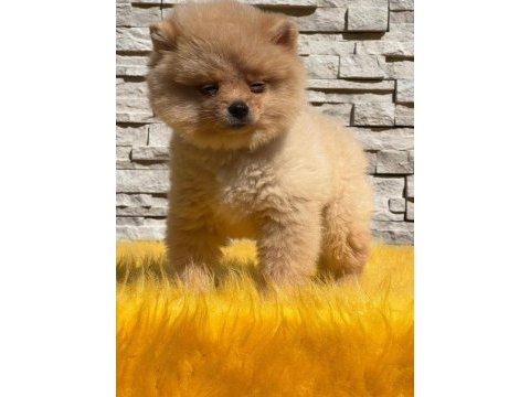 Pomeranian boo yavru