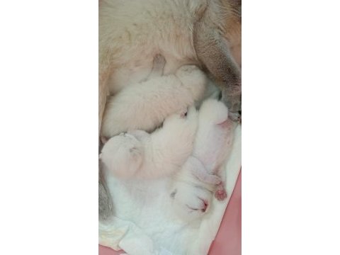 British bluepoint shorthair 1 haftalık erkek ve dişi