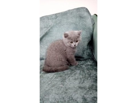 2 aylık british shorthair yavrular