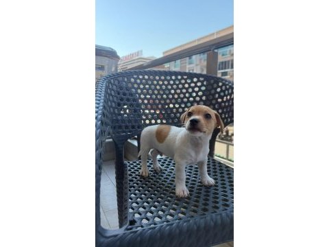 Orjinal jack russell yavrular 2 dişi 2 erkek