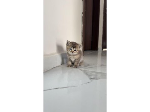 British shorthair yavrularımız 2 aylık