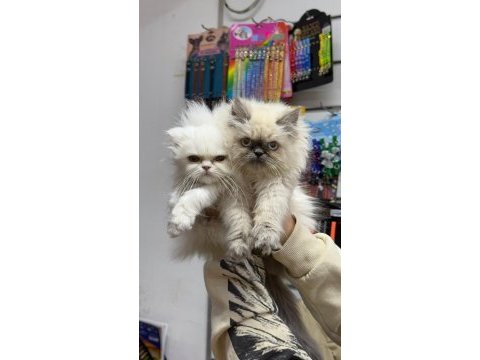 A kalite scottish longhair bebekler