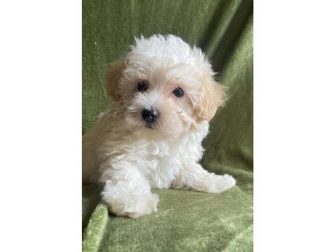 Maltipoo bebekler