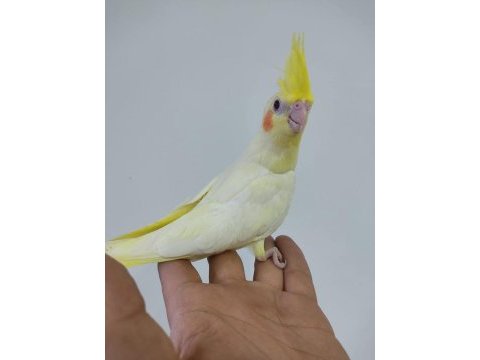 Konuşan hic susmayan full evcil sultan papağanı