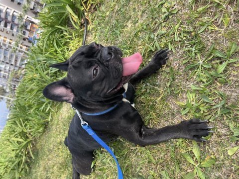 Artık bakamadığım için köpeğimi ücretsiz sahiplendiriyorum