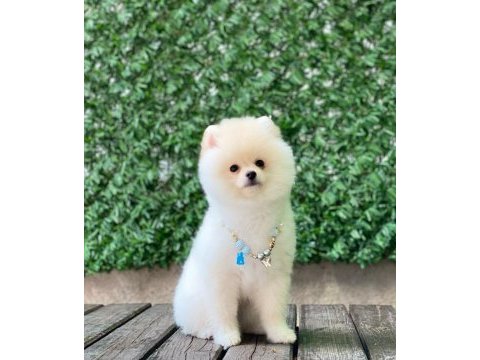 Pomeranian boo yavrular