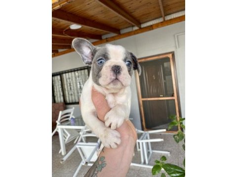Mavi gözlü french bulldog bebekler
