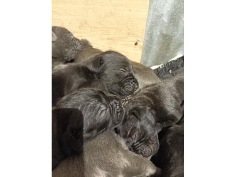 Yavru cane corso