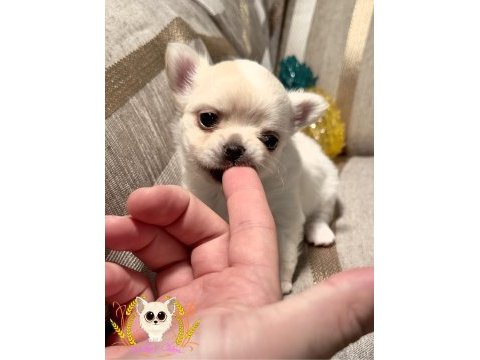 Show class chihuahua