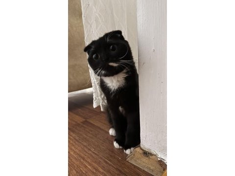 Ücretsiz yuva arıyoruz scottish fold