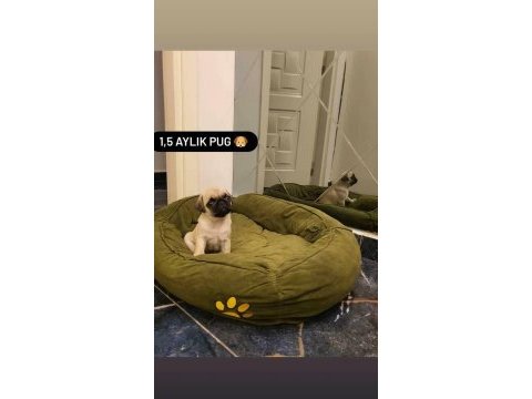 Pug bebeğim