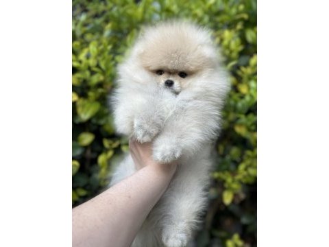 Ayı surat dişi pomeranian boo