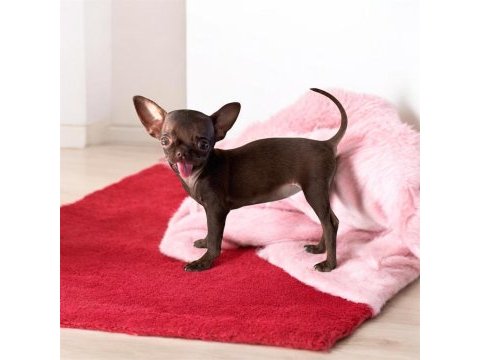Özel teacup chihuahua yavrusu şimdi sahip olsun