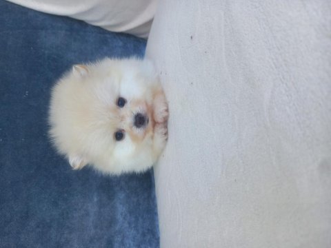 Teacup kar beyaz pomeranian yeni yavrular
