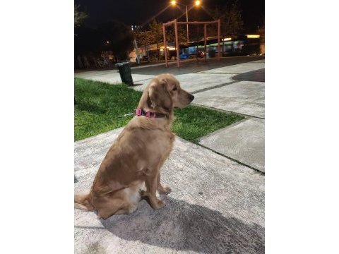 Ücretsiz golden retriever sahiplendirme