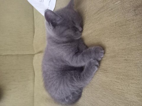 2.5 aylık british shorthair