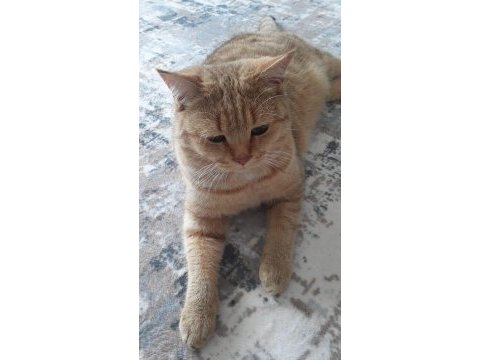 Çiko 1 yaşında full şecereli eğitimli uysal kedim