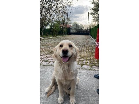 Sevimli golden retriever