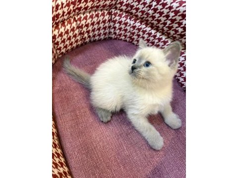 Bebek british bluepoint