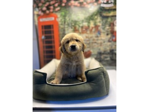 Golden retriever erkek yavrumuz @petclubadanaa
