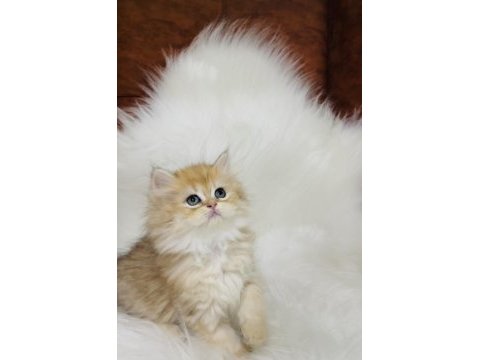 British longhair golden ny11