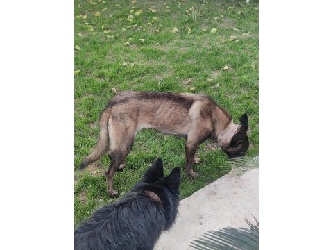Alan koruma belçika malinois
