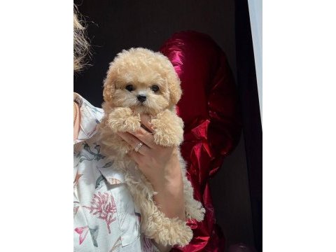 En özel kore maltipoo yavruları