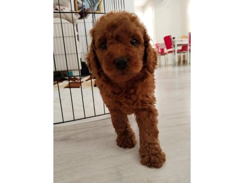 3.5 aylık tuvalet eğitimli erkek toy poodle