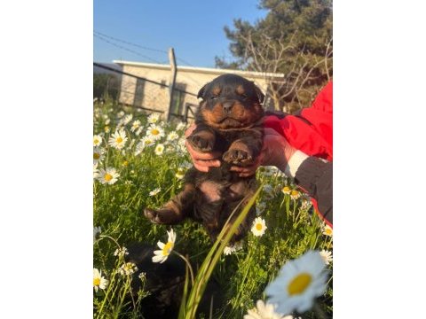 Fcı scr koca kafa rottweiler yavrular