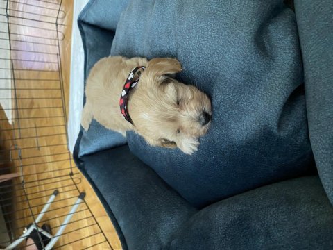 Maltipoo 55 günlük dişi uysal tüy dökmez koku yapmaz