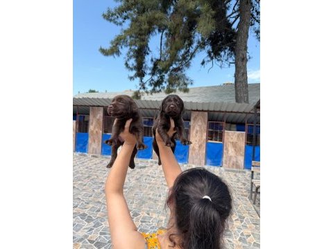 Labrador köpeği yavrularım