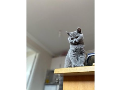 Dişi british shorthair