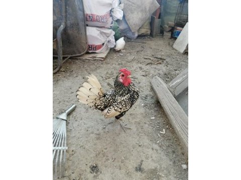 Süs tavukları