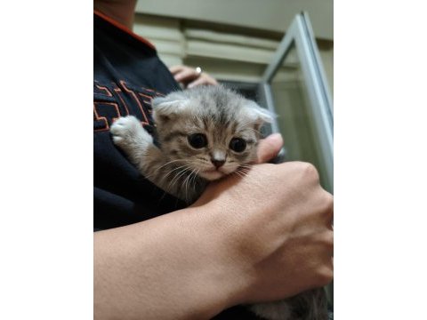Ayıcık suratlı scottish fold yavrumuz sahibini bekliyor