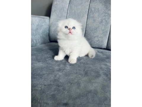 2 aylık dişi uzun tüylü scottish fold