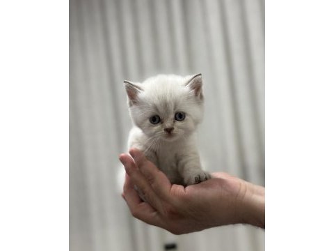 Yavru british shorthair